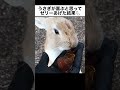 うさぎが喜ぶと思ってゼリーをあげた結果...
