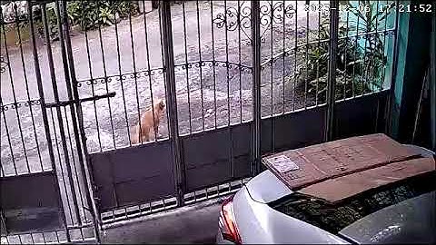 Caught in CCTV Camera Video: The orange neighbor cat sneak into my house without someone knowing