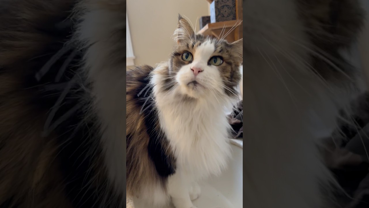 🔈Purring like an Out Board Motor 😲😸 