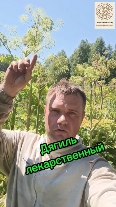 Алтайский дягилевый мёд ( дягиль лекарственный) таёжные мёда от пасеки ...