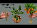 How to propagate orange tree from cutting🍊Growing orange tree from cutting