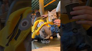 Dressing my cats up in honor of the new Minions movie
