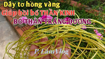Bài thuốc BỔ THẬN, BỔ THẦN KINH.