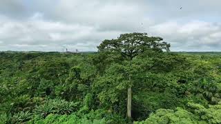 Árvore Samaúma servindo de moradia P/os urubus(Bairro do Garrafão). Capanema/Pa Brasil.