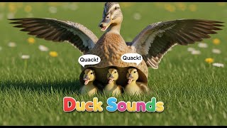 Relaxing Duck Sounds for Babies | Soft Quack Quack Video screenshot 2