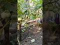 Healing murah cukup di samping rumah #berkebundirumah #berkebun #gardening #garden #minigarden