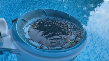 How to remove bugs from your above ground pool! intex bestway get a pool skimmer