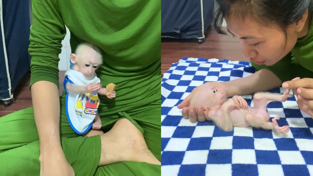 Adorable Baby Monkey Moments 🐒💖 | Cute Bonding & Playtime