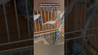 Biga Petshop Kuşevi Gezisi Muhabbet Kuşu Ve Kafes Fiyatları Şu
