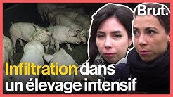 La réalité de l'élevage intensif, infiltration avec Charlie Danger et Little Gypsy