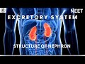 STRUCTURE OF NEPHRON |NEET |ZOOLOGY |BIOLOGY |BRIEFLY EXPLAINED |CONCEPT| IMPORTANT
