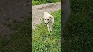 Quando il cane da guardia Maremmano diventa tuo amico  #cane #maremmano #amici #dog #doglover