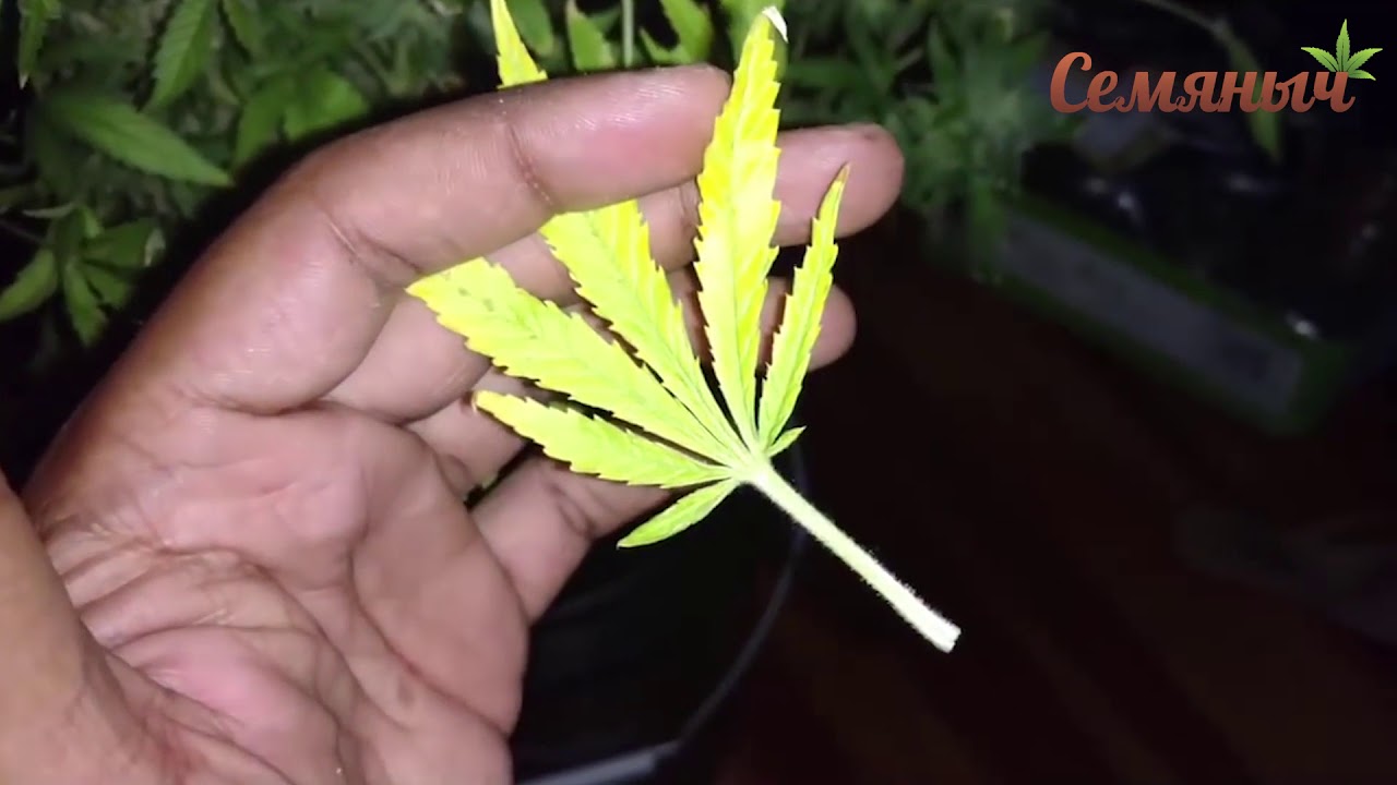 Tutankhamon fem Pyramid Seeds