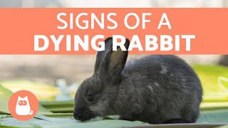 5 Signs Your Rabbit is Dying