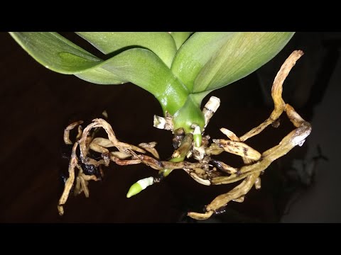 Чем лечить корневые гнили на орхидее, когда и в какой субстрат сажать