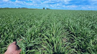 North Farm Crop Tour