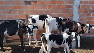 BEZERRAS GIROLANDAS COM MÃES DE 40L LITROS DE MÉDIA A VENDA | OPORTUNIDADE ÚNICA