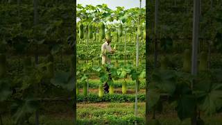 जापान के 4 अजीब खेती। #agriculture #farming #shortfeed #facts #amazingfacts #gk #khetibadi #kirshi