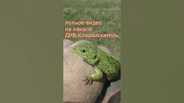 ЯЩЕРИЦА НА КОПЕ К ЧЕШУЕ!! #shorts