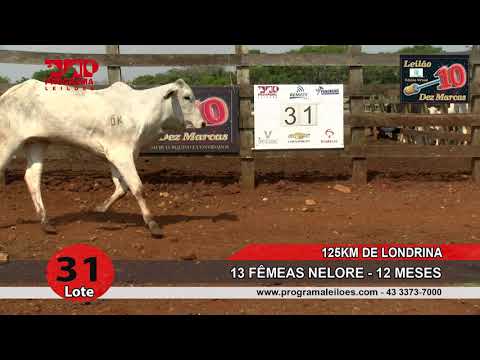 Lote 31
