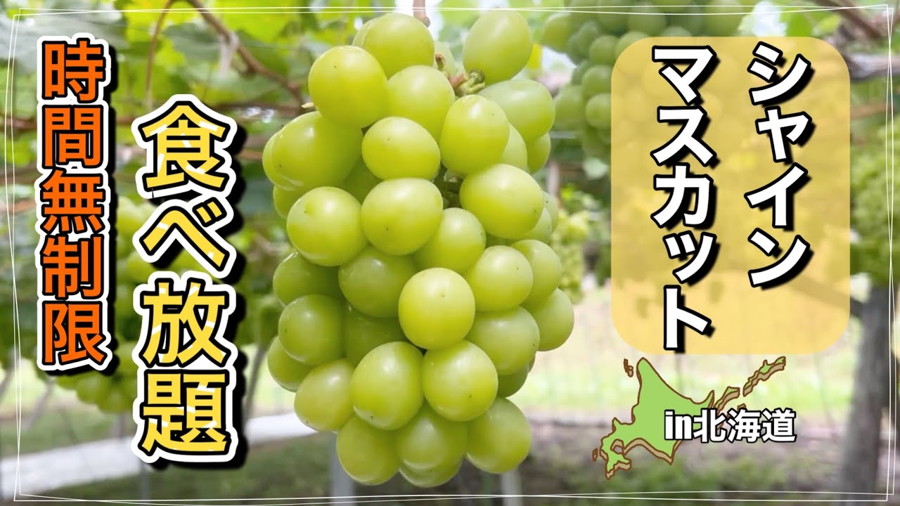 シャインマスカット】甘さ抜群！北海道仁木町の時間無制限食べ放題の
