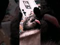cat grooming asmr #catshorts #catvideos