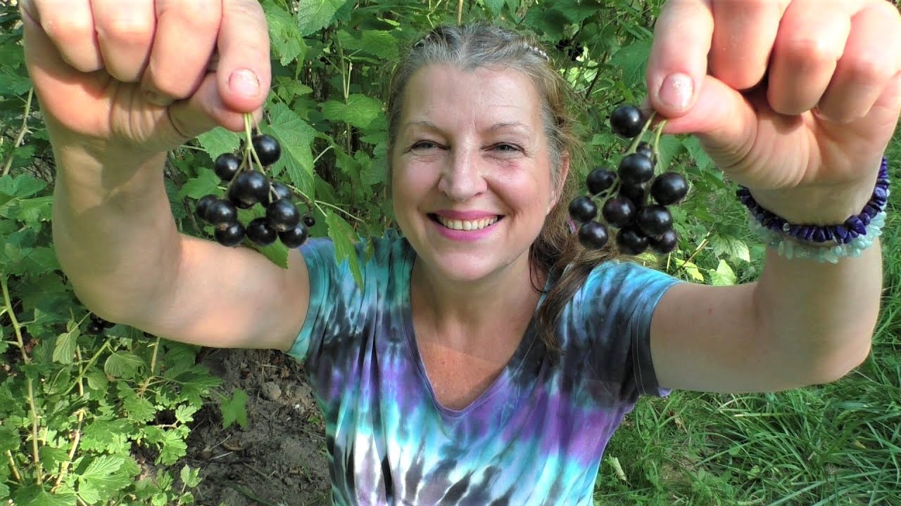 ČERNÝ RYBÍZ - co obsahuje, účinky na zdraví a ČERNORYBÍZOVÝ DŽEM