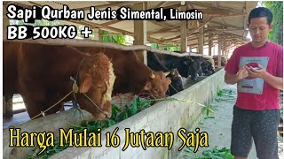 24 April 2025 Update Harga Sapi Qurban Jenis Simental Limosin Harga Variatif Bb 500   300 