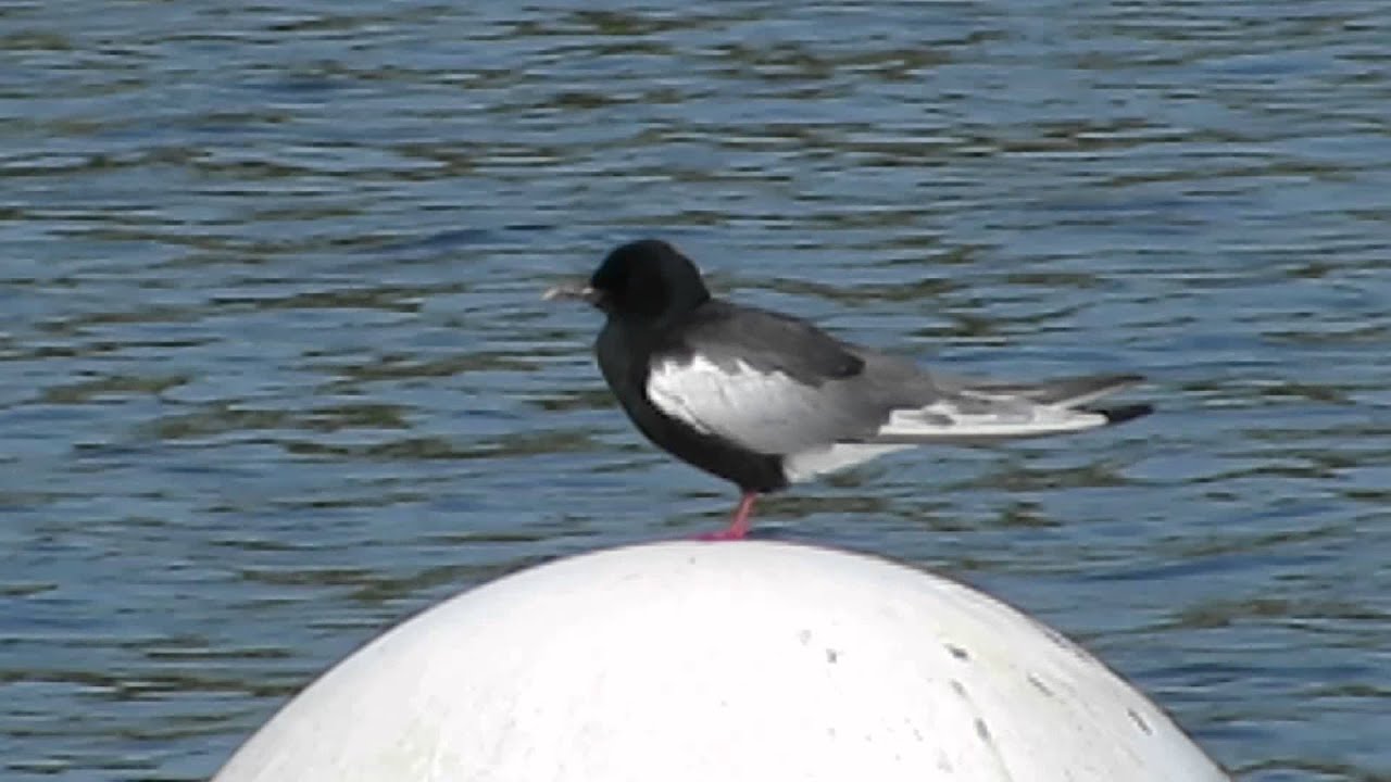 White-winged Black Tern (Elton Reservoir 17-05-2014) 