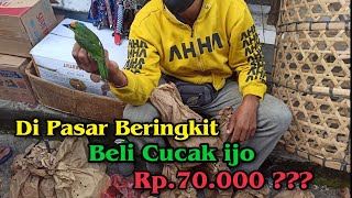 Beli Burung Pikatan Di Pasar Beringkit || Beli Burung Cucak ijo Di Pasar Beringkit Budget