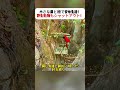 小さな扉と柵で安心生活!野生動物もシャットアウト! #DIY生活 #手作り小屋 #アウトドア技術 #自然と共に #サバイバル術