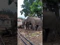 သူလည်းဂီတကို ခံစားတတ်တယ် #shorts #dancevideo #elephant