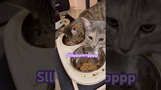 Luke vs Leia at snack time 😹