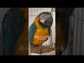 鳥でもおててないないするんです♪ #Shorts #ルリコンゴウインコ  #blueandgoldmacaw  #macaw