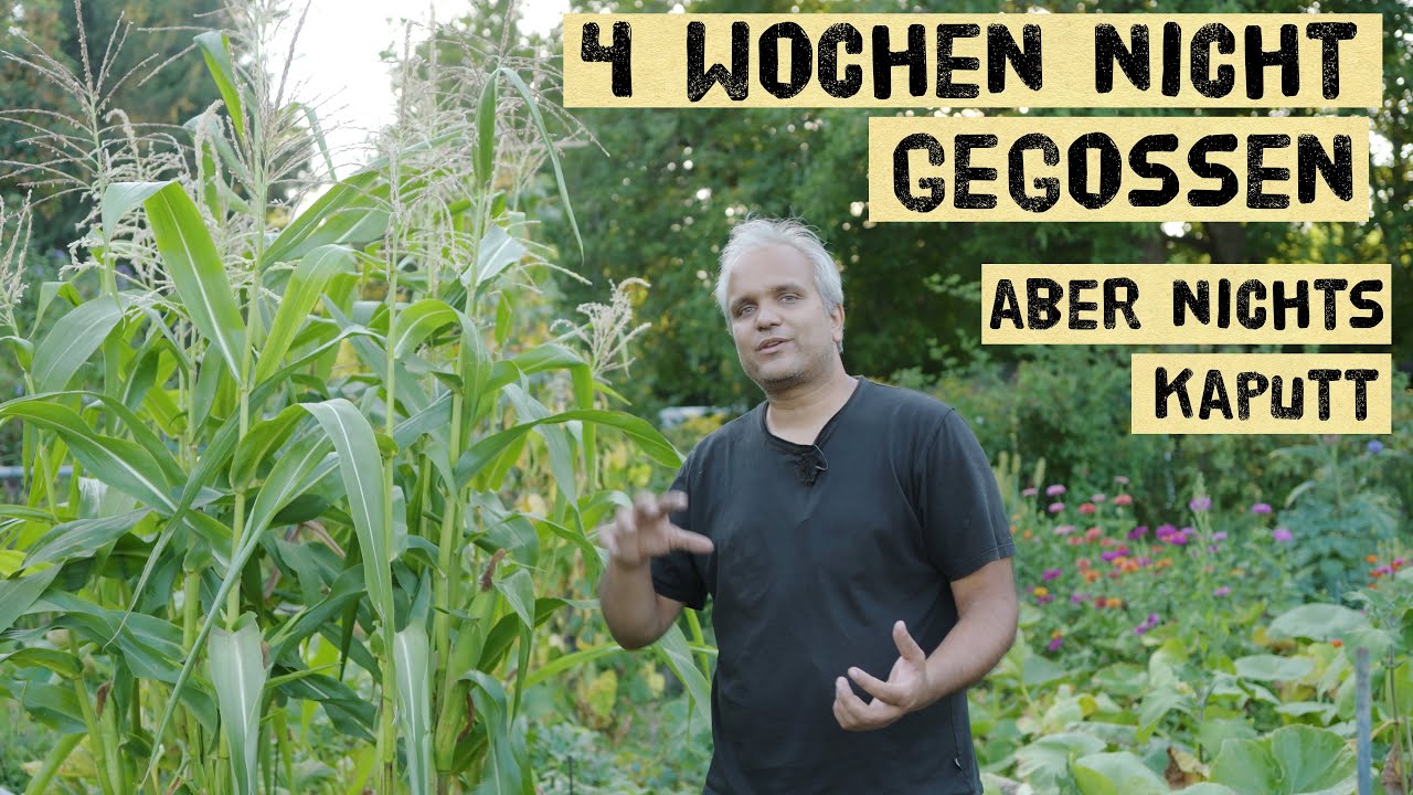 5 Tipps wie dein Gemüsegarten weniger Wasser im Sommer braucht trotz