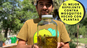 ¿El aceite de oliva repele a los mosquitos?