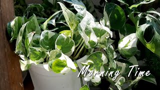 ♪ [Morning Time]一小時Lofi放鬆音樂|悠閒|沉澱|專注|1 hr lofi beats for relaxing, chill, calm, focus #植物光影