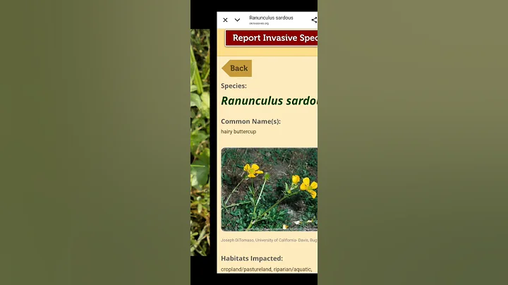 Oklahoma Invasive Plant Ranunculus sardous #ranunculussardous