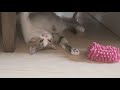 ♥猫ちゃん♥