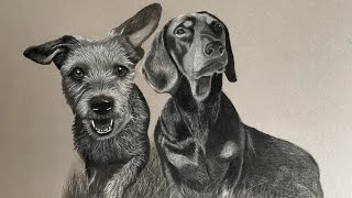 Dog charcoal portrait time lapse