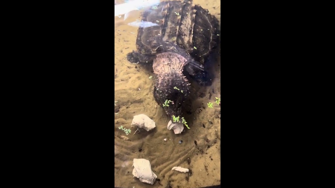 Alligator Snapper having dinner. 