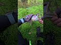 Lure fishing for arowana. #fishing #lure