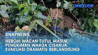 Heboh! Macan Tutul Masuk Pemukiman Warga Cisarua, Evakuasi Dramatis Berlangsung | Snapnews