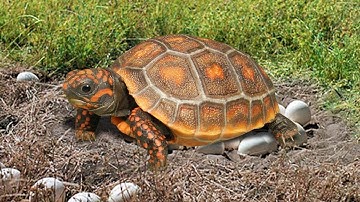 Leopard Tortoise makes a nest and lays eggs in the garden- Baby Turtle hatching