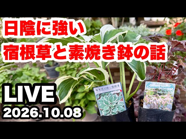 ◇Perennial Plants That Thrive in the Shade & Tips on Terra Cotta