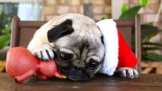 Christmas Pugs by Adam Cox 556,527 views 10 years ago 1 minute, 25 seconds