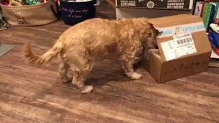 February 2018 BarkBox