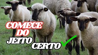 Como Ganhar Dinheiro com Criação de Ovelhas | Criação de Ovinos do Zero