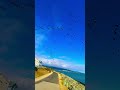 Wow Pelicans 😮😳😱 #shorts  #animals #amazing  #pelicans  #birds #birdwatching  #birdlovers