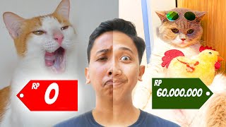 HARGA KUCING KUCINGKU DARI MURAH SAMPE MAHAL